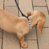 Coastal Pet Lil Pals Dog Leash with E-Z Snap Blue - 6 feet x 3/8"W