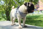 Pet Universal Harness with Leash Set Escape Proof Dog Harnesses Adjustable Reflective Soft Mesh Corduroy