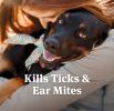 PetArmor Ear Mite and Tick Treatment for Dogs