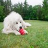 KONG Classic Durable Natural Rubber Chew, Chase, and Fetch Dog Toy