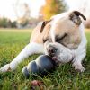 KONG Extreme Dog Toy Ideal for Power Chewers