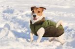 Fashion Pet Sweater Trim Puffy Dog Coat Olive